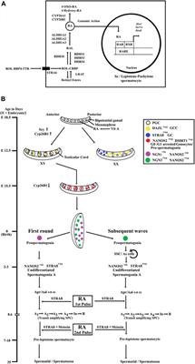 Recent Update on Retinoic Acid-Driven Initiation of Spermatogonial Differentiation